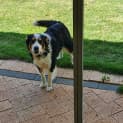 Photo of Boscoe