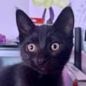 Photo of Delilah ~ 9 Week Old Kitten (On Trial 12/12/20)