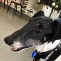 Photo of Jasper ~ 9yr Old Fox Terrier (Adopted 16/1/21)