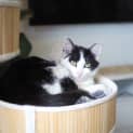 Photo of Sid ~ 6 Month Old Cat (On Trial 15/12/2020)