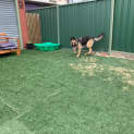 Photo of Zoe ~ 18mo Gsd (On Trial 23/12/2020)