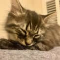 Photo of Nellie ~ 10 Wo Kitten (On Trial 14/12/20)