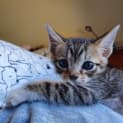 Photo of Flounder