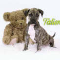 Photo of Talisman