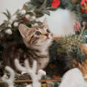 Photo of Jack ~ 7 Week Old Kitten (On Trial 12/12/20)