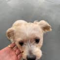 Photo of Milo ~ 8yr Old Maltese X (On Trial 17/12/20)