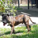 Photo of Rocket