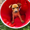 Photo of Ivy