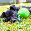 Photo of Colby ~ 10wo Kelpie X Cattle Pup (22/12/20)