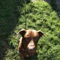 Photo of Diesel