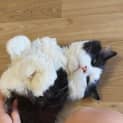 Photo of Felix