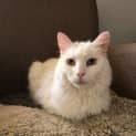 Photo of Motzart ~ Senior Persian ~ Not Rehomed