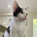 Photo of Hallie ~ 3mo Kitten (On Trial 18/12/2020)