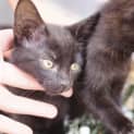 Photo of Violet ~ 7wk Old Kitten (On Trial 21/12/2020)