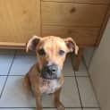 Photo of Violet