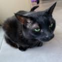 Photo of Willow