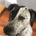 Photo of Scout