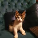 Photo of Smoulder ~ 8wk Old Kitten (On Trial 29/12/20)