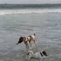 Photo of Danny ~ 17mo Pointer X (On Hold Pend. Trial 2/2/21