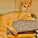 Photo of Butterscotch