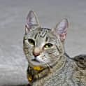 Photo of Luna