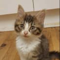 Photo of Nugget