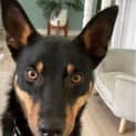 Photo of Kenny ~ 1yr Old Kelpie(on Trial 26/1/21)
