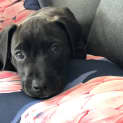 Photo of Charlotte ~ 10wk Old Mastiff X (On Trial 12//1/21)