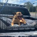 Photo of Rocky ~ 1.5 Yr Old Staffy ~ Eval Enquiries 