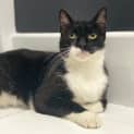 Photo of Buddy ~ 2 Y/O Cat (On Trial 27/1/21)