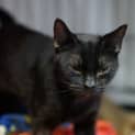 Photo of Opal