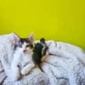 Photo of Petunia