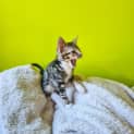 Photo of Remus