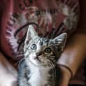 Photo of Stevie & Lilly ~ 9 W/O Kittens (On Trial 20/1/21)