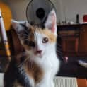 Photo of Lulu