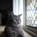 Photo of Marley