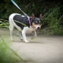 Photo of Bella ~ 8yr Old Fox Terrier X (On Trial 11.03.21)