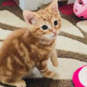 Photo of Indiana Kettlewell Checking Out New Home!