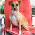 Photo of Coco ~ 2yr Old Terrier X (On Trial 1/2/21)