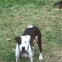 Photo of Harley