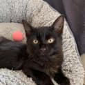 Photo of Licorice
