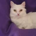 Photo of Princess