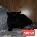 Photo of Panther Pye Wacket