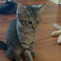 Photo of Missy