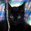 Photo of Bear ~ 12 Wk Old Kitten (On Trial 20/2/21)