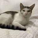 Photo of Apollo