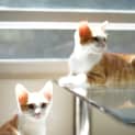Photo of Prince ~ 3 M/O Kitten (On Trial 5/3/21)