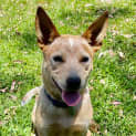 Photo of Ruby