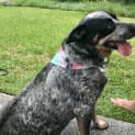Photo of Biff ~ 4yr Old Cattle Dog 