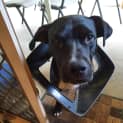 Photo of Boof